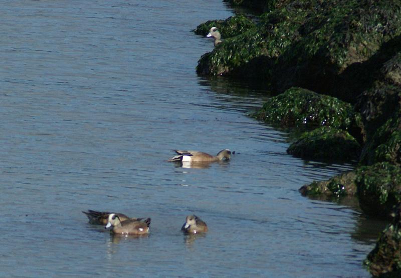 randomCaesar Chavez Park