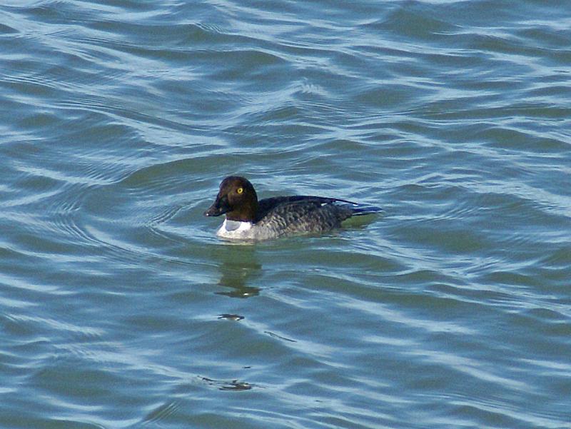 randomCommon Goldeneye