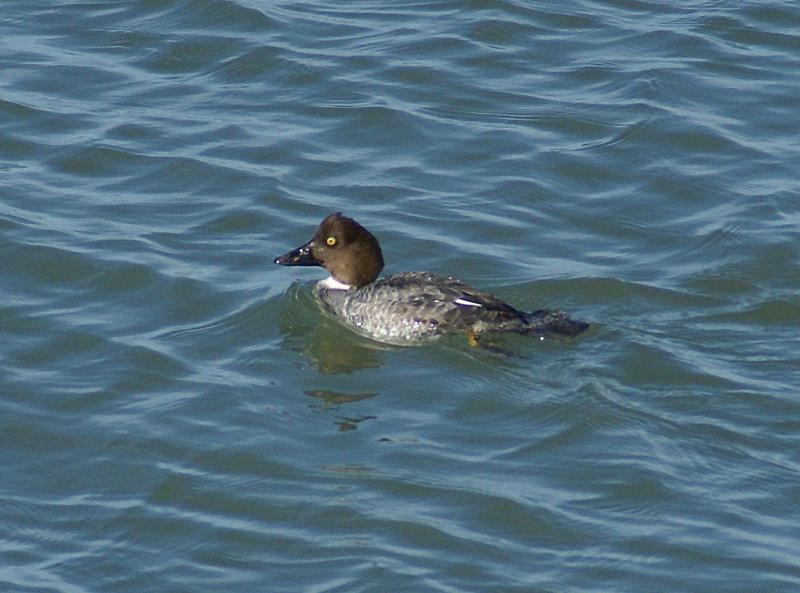 randomCommon Goldeneye