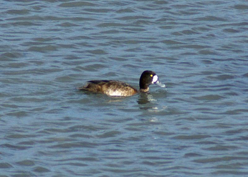 randomGreater Scaup