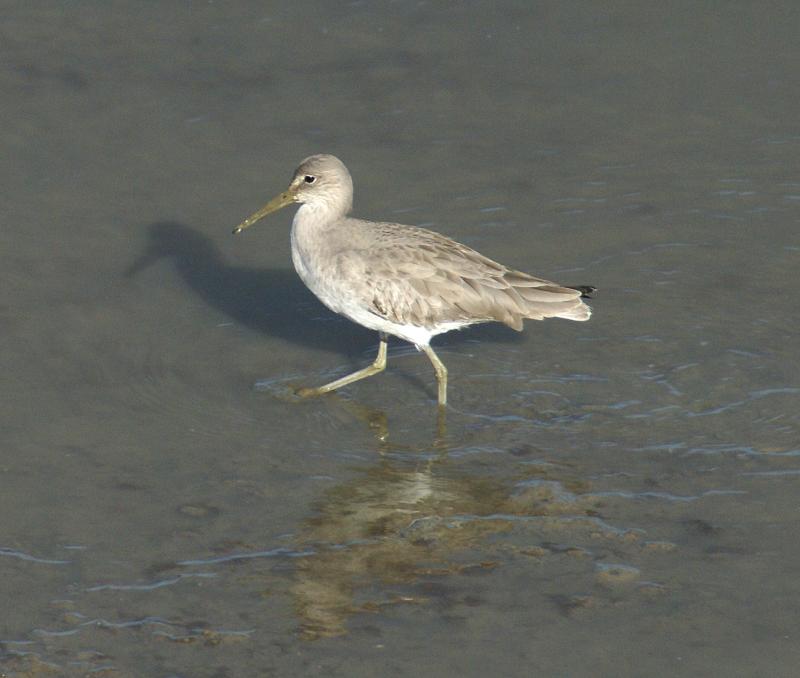 randomWillet