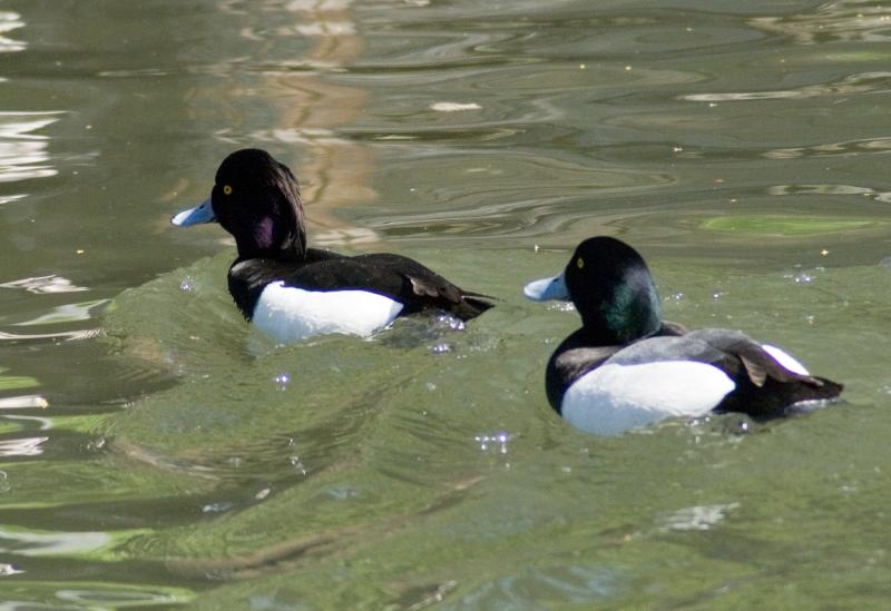 randomTufted Duck