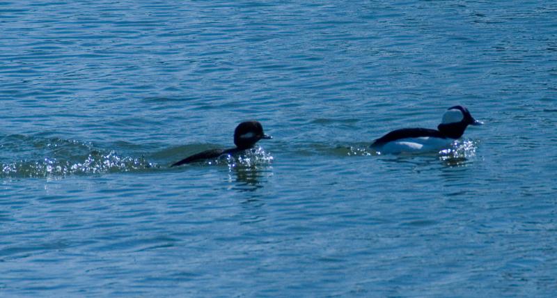 randomBufflehead