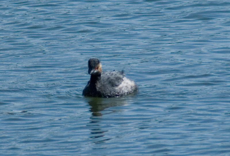 randomEared Grebe