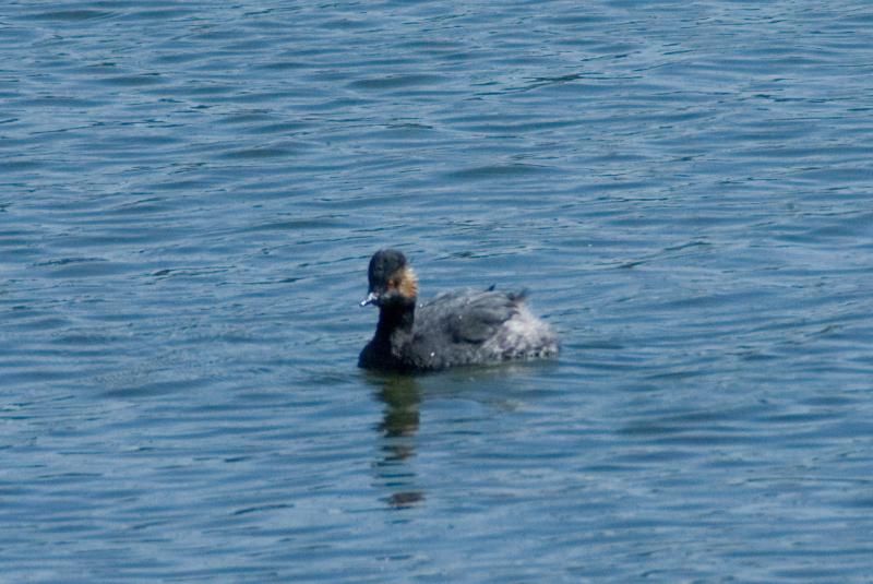 randomEared Grebe