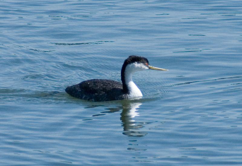 randomWestern Grebe