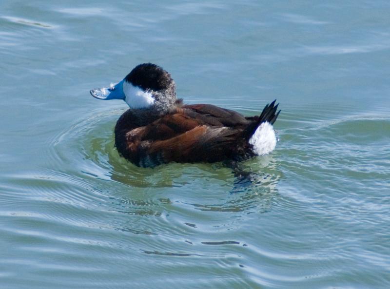 randomRuddy Duck