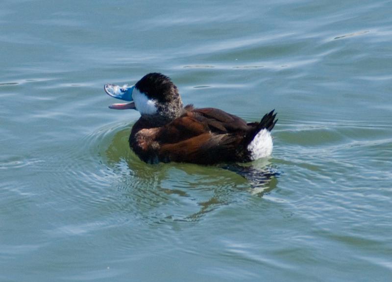 randomRuddy Duck