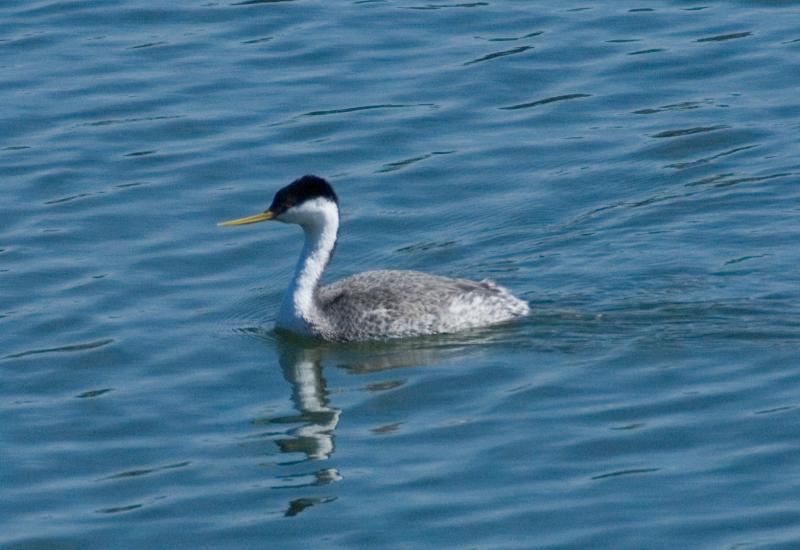 randomWestern Grebe