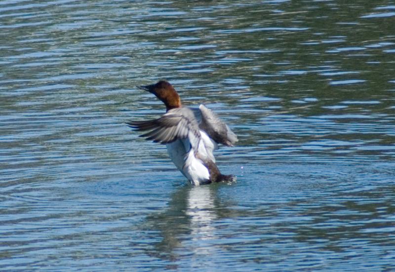 randomCanvasback