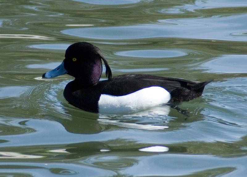 randomTufted Duck