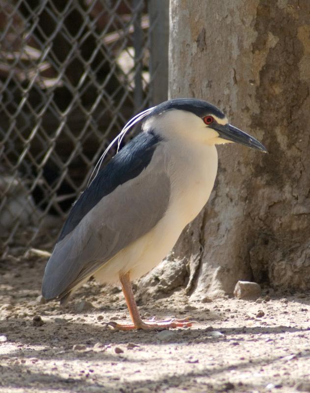 randomBlack-Crowned Night-Heron