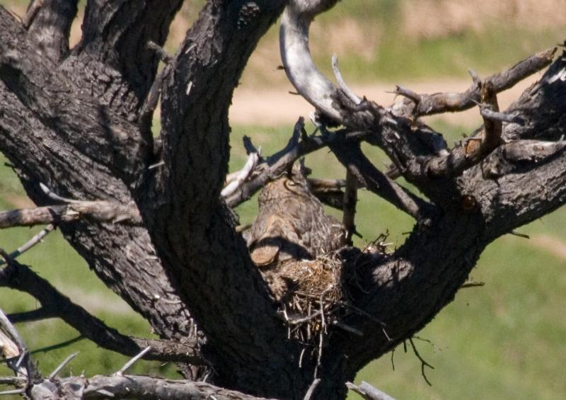 randomGreat Horned Owl