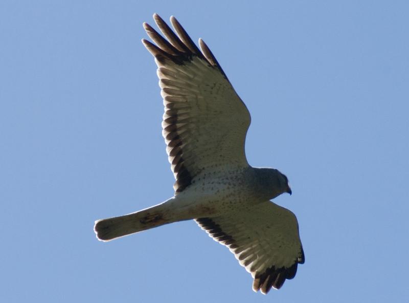 randomNorthern Harrier