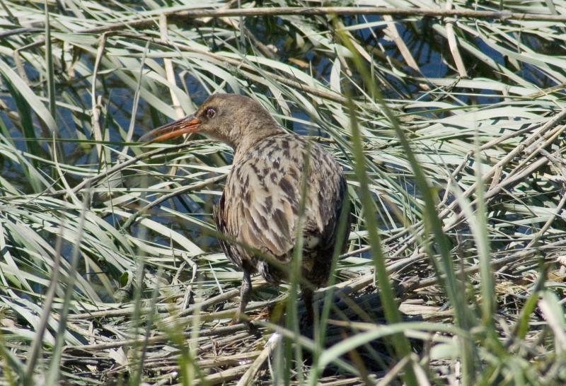 randomClapper Rail