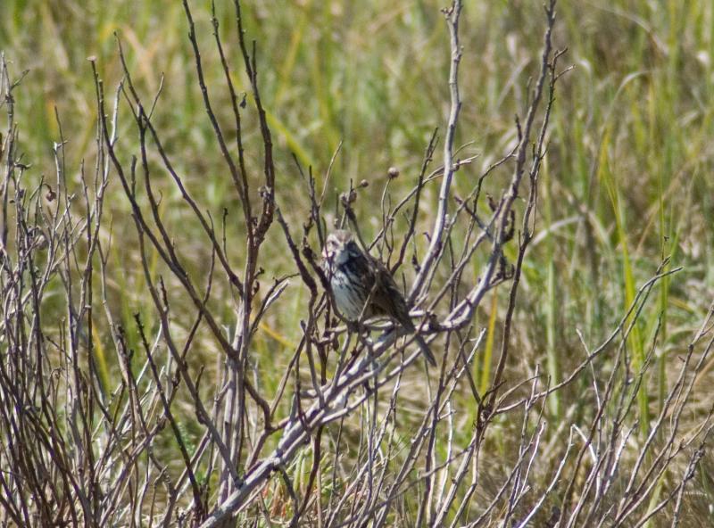 randomChipping Sparrow