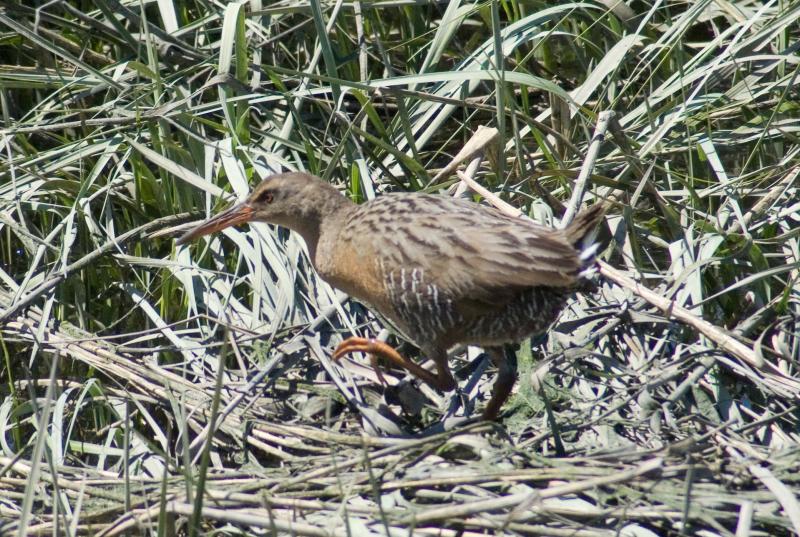 randomClapper Rail