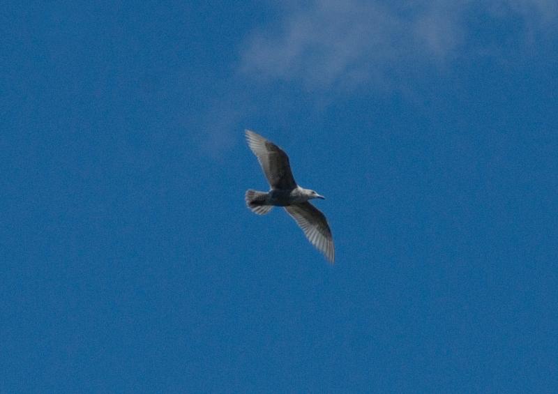 randomHerring Gull
