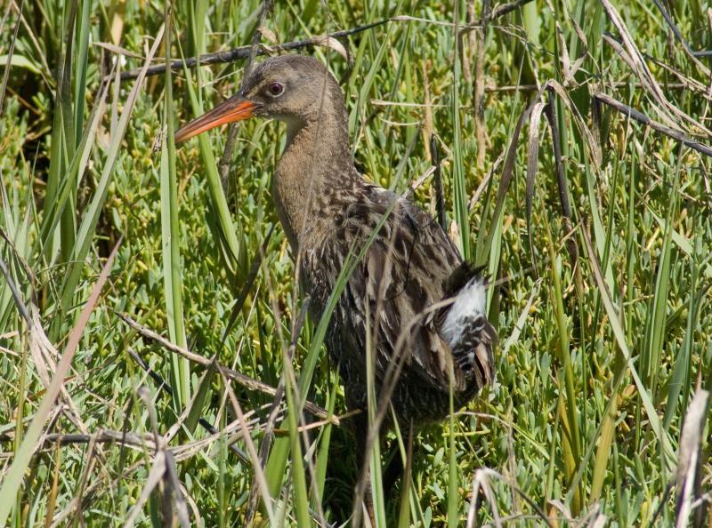 randomClapper Rail