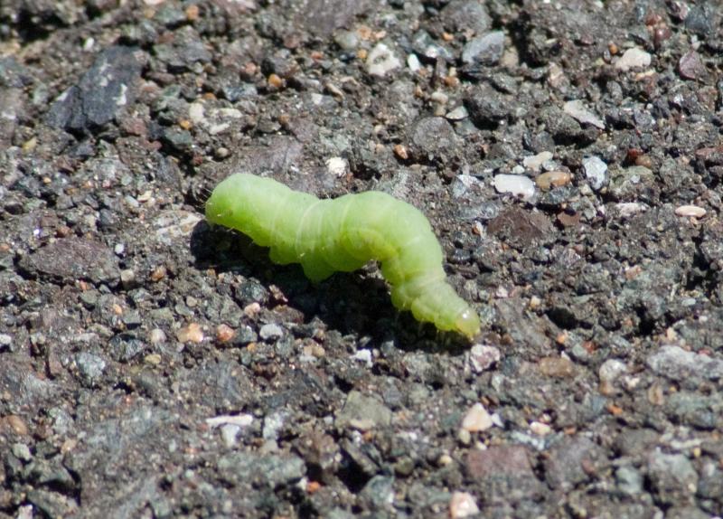 randomCaterpillar