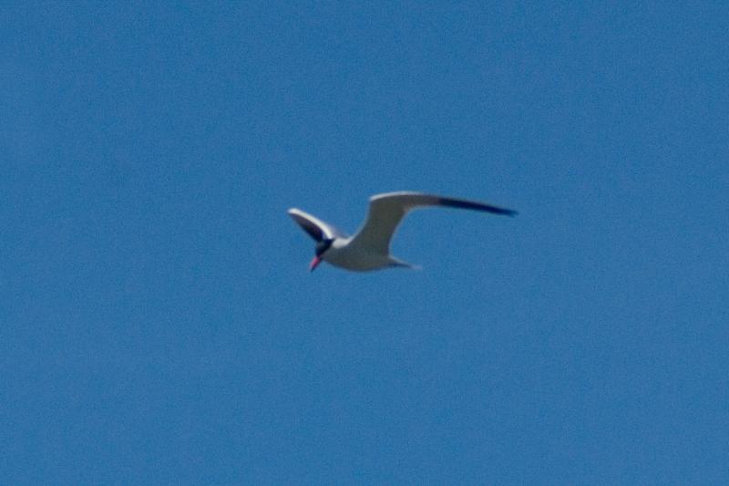 randomCaspian Tern