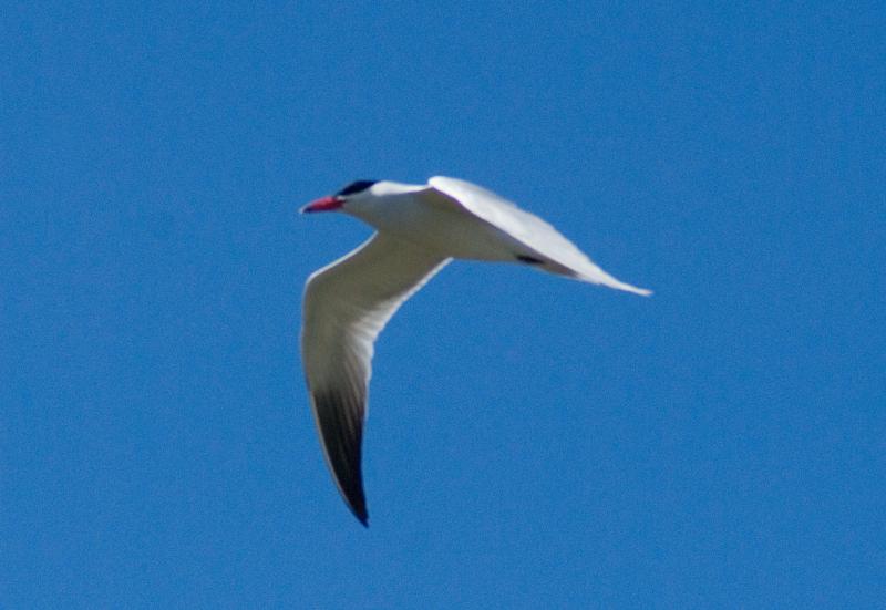 randomCaspian Tern