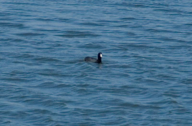 randomAmerican Coot