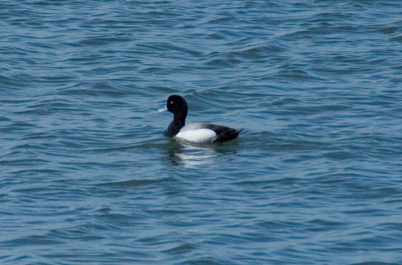 randomGreater Scaup