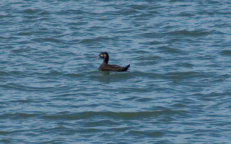 randomWhite-Winged Scoter