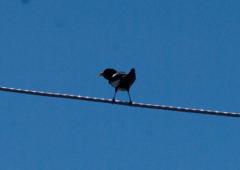 randomYellow-Billed Magpie