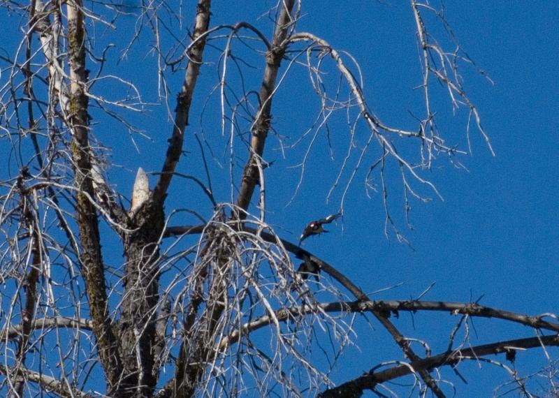 randomAcorn Woodpecker