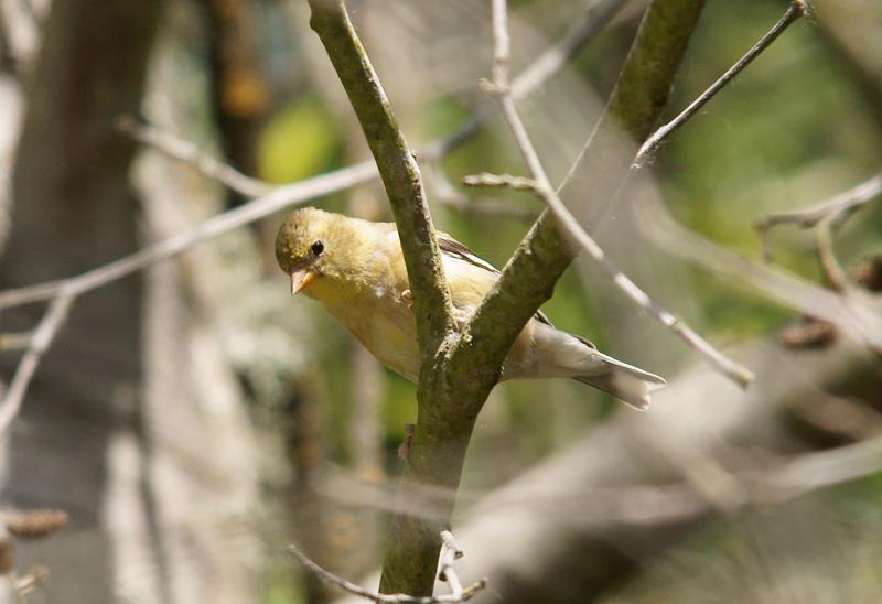 randomAmerican Goldfinch
