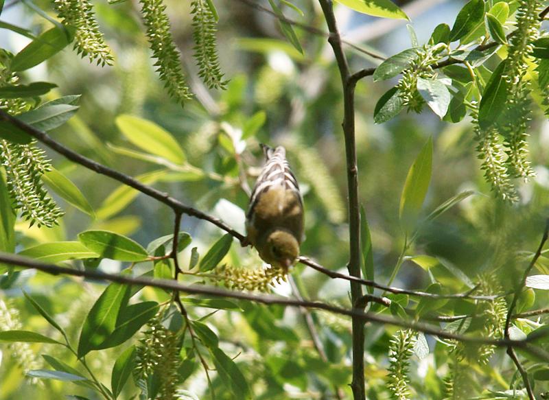 randomAmerican Goldfinch