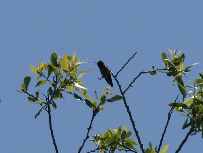 randomBlack-Chinned Hummingbird