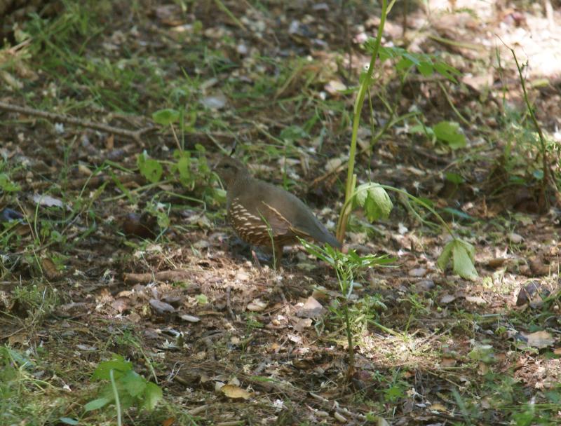 randomMitchell Canyon