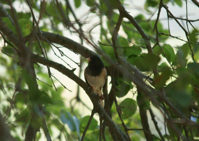 randomDark-Eyed Junco