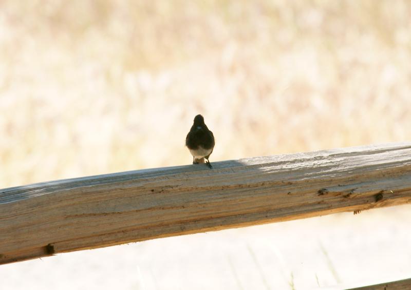 randomMitchell Canyon