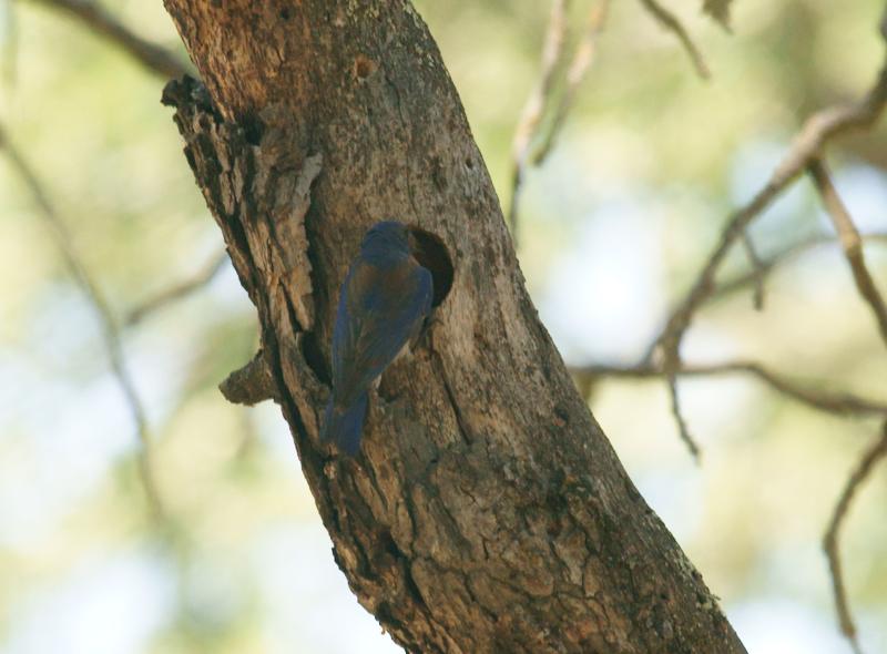 randomWestern Bluebird