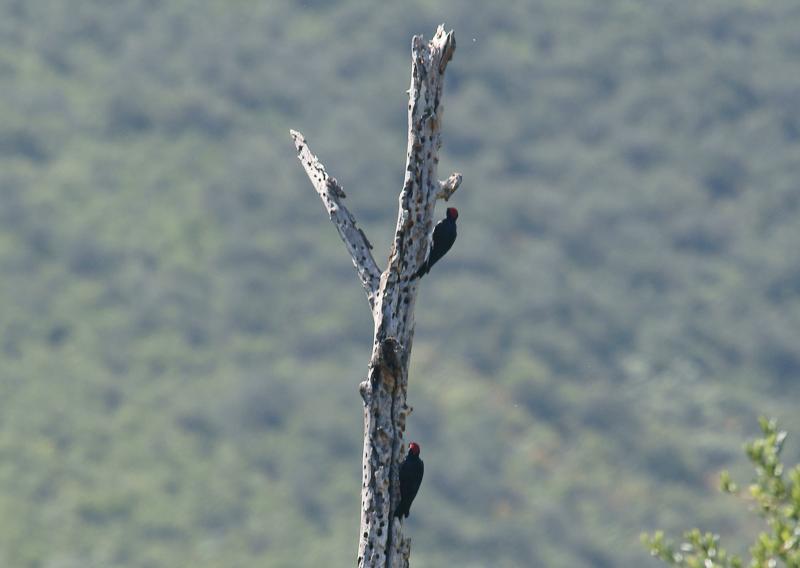 randomMitchell Canyon