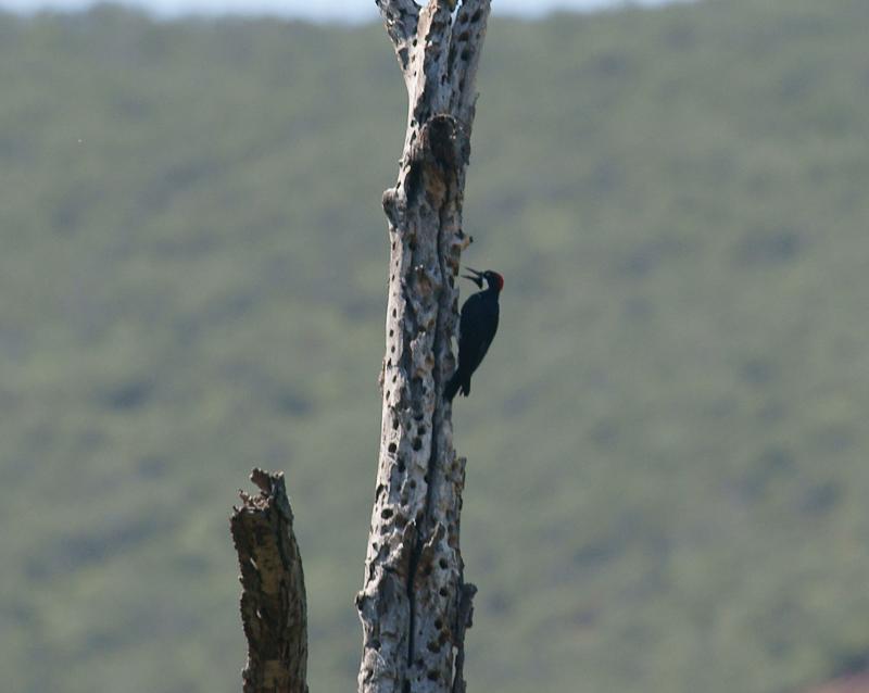 randomMitchell Canyon