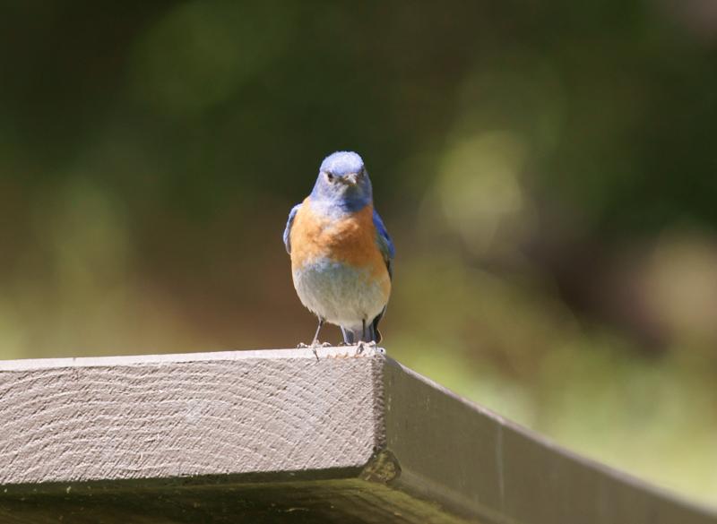 randomWestern Bluebird