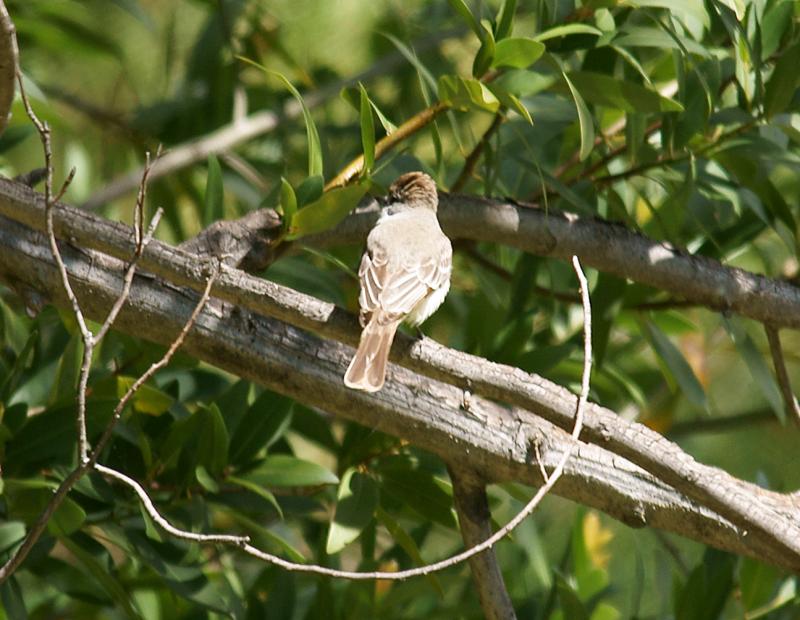 randomAsh-Throated Flycatcher