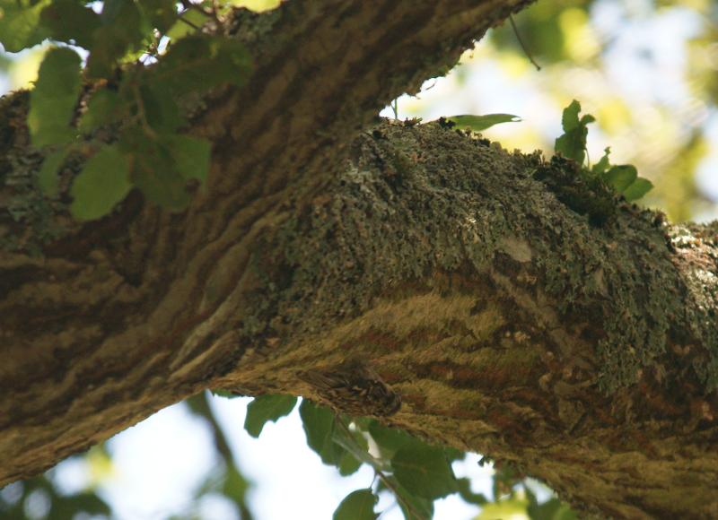randomBrown Creeper