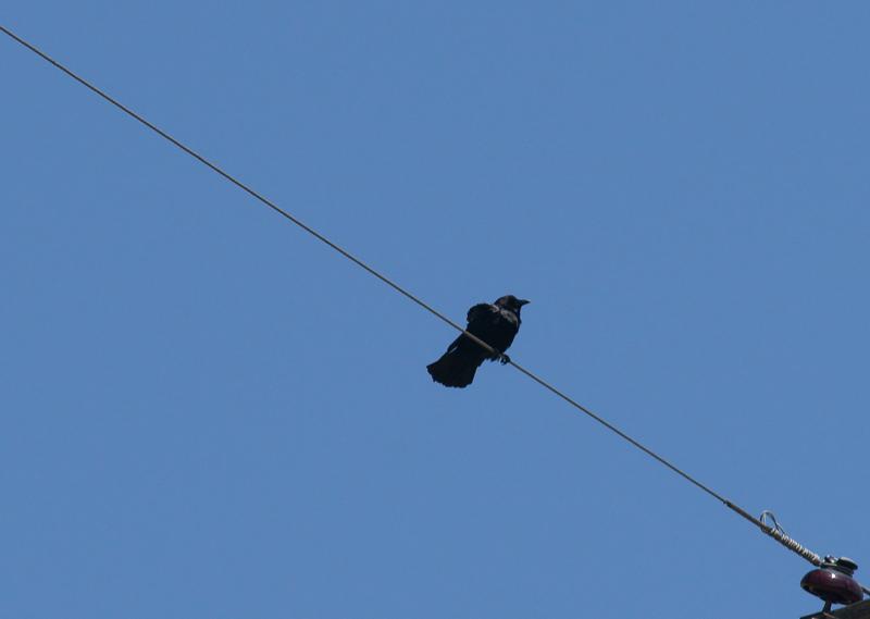 randomAmerican Crow