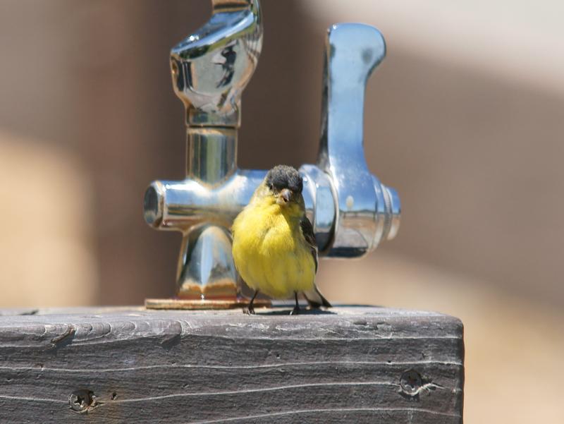 randomLesser Goldfinch