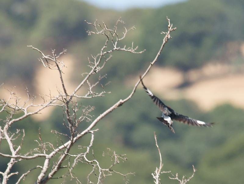 randomBlack Diamond Mines