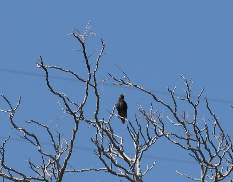 randomEuropean Starling