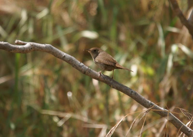 randomHouse Wren
