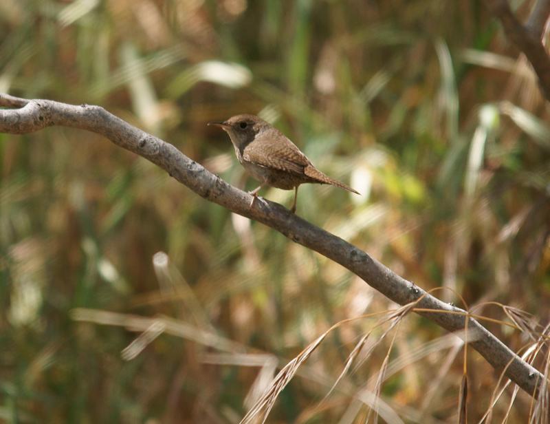 randomHouse Wren