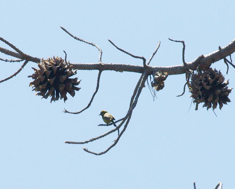 randomPacific-slope Flycatcher